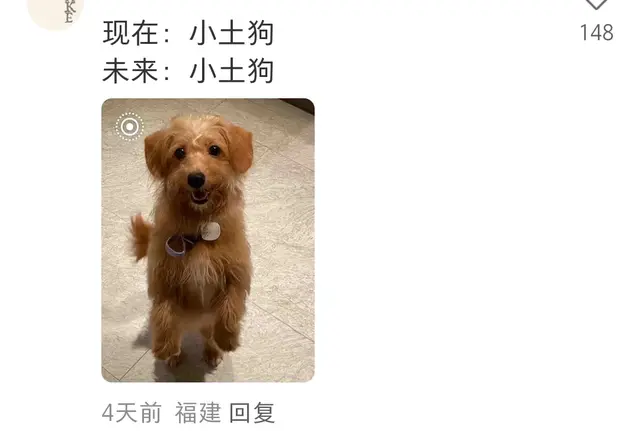 如果让你第二次养狗你会选择什么犬种? 网友: 再也不养大型犬了