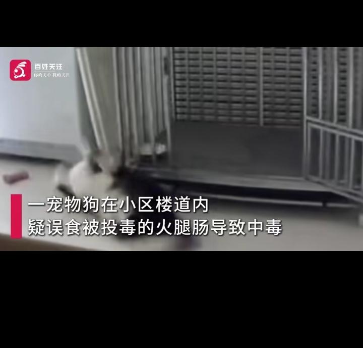 我家对门在楼道养狗，两个狗盆放楼道，狗狗天天窝在门口，真的没有一点道德，门口搞的