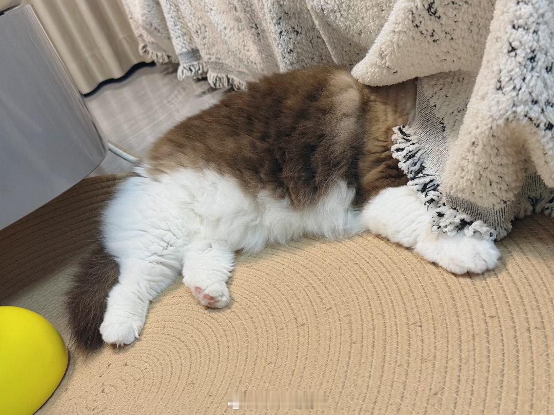 神猫一只啊​​​