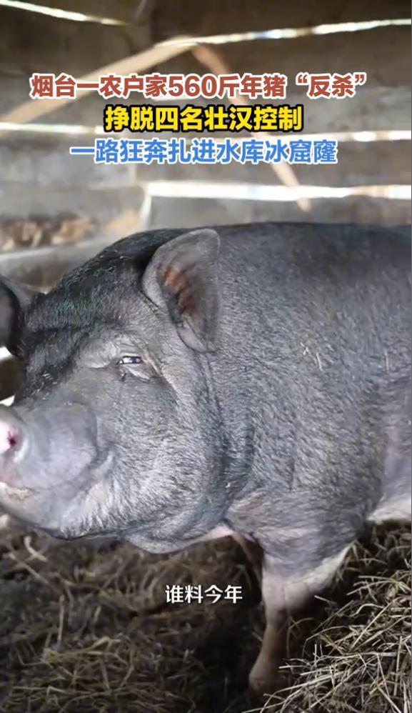 “万万没想到！”山东烟台，一男子家杀年猪，不料，因猪太重，4个人按不住，男子就想