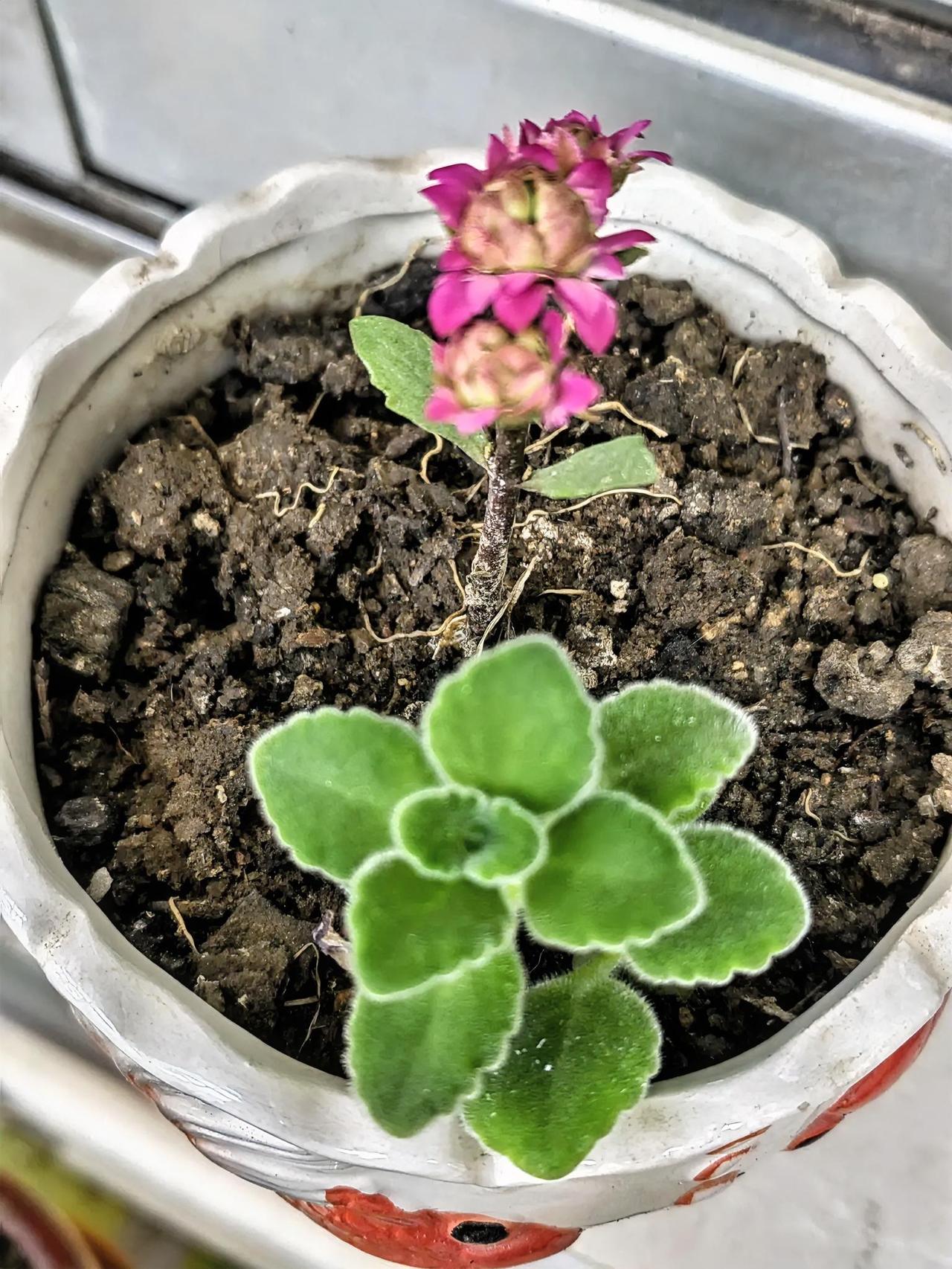 性格洒脱的人，也会抑郁吗？爱说爱笑的一位大嫂，竟然成了抑郁症患者！起初听到