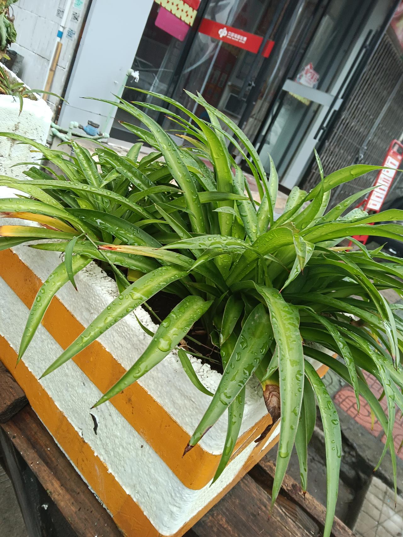 清新绿植,雨后生机勃勃,自然之美尽显!🌱🌧️每一片叶子都挂着晶莹的水珠,在阳