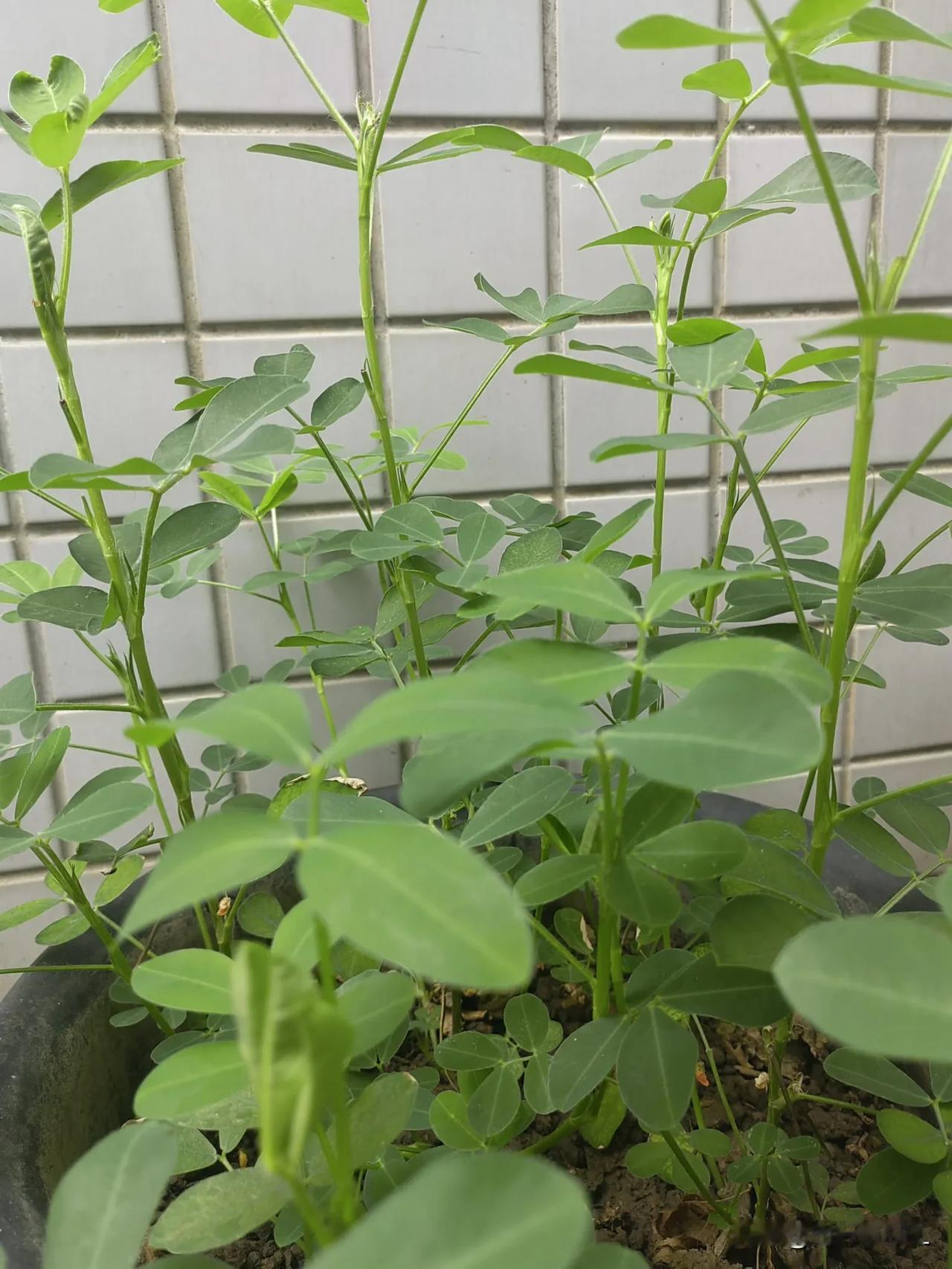 盆里种的花生，长得真茂盛啊！给生活增添了一抹绿色。