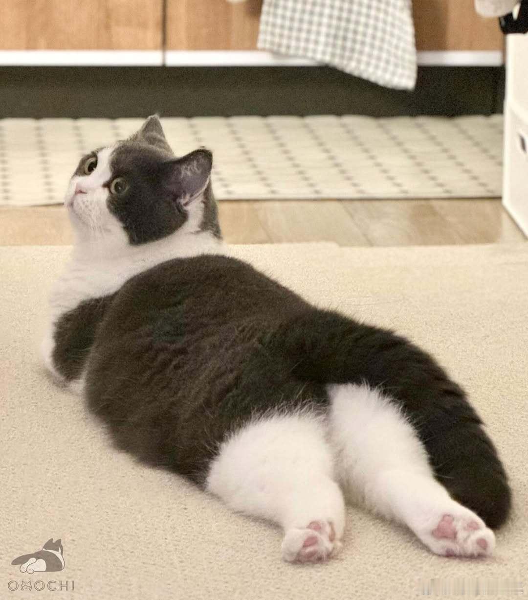 小猫咪360度无死角萌cr：coaaka​​​