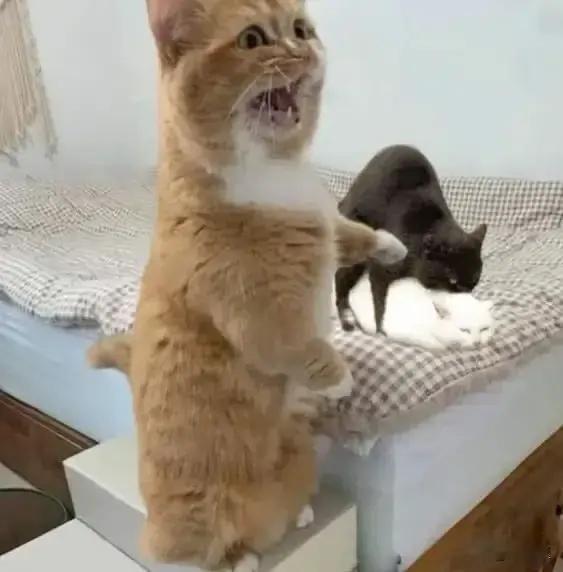 猫咪：主人，你看它们在干嘛？[哭哭][哭哭][哭哭][哭哭]