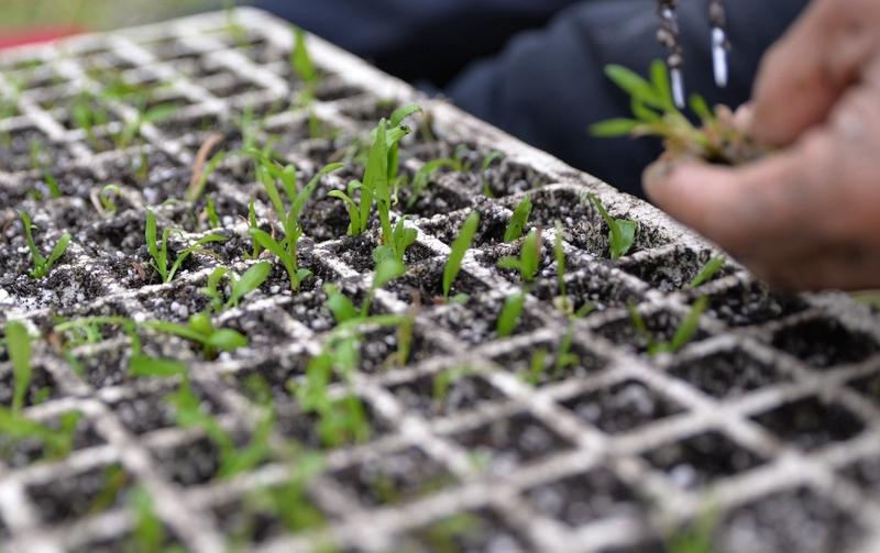 中国科学家攻克世界级难题中国科学家太牛啦，最近攻克了好几个世界级难题！山东农