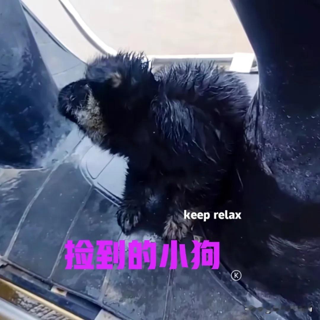 赶集回家的路上，突然从路边的树林中钻出来一只小狗。由于刚刚下了一场大雨，小狗身上