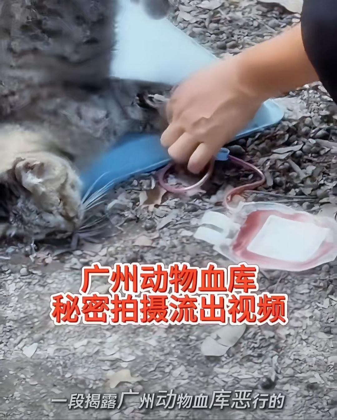 最近广州爆出的动物血库灰色产业，让无数爱宠人士揪心不已。一只狸花猫被死死按在地上