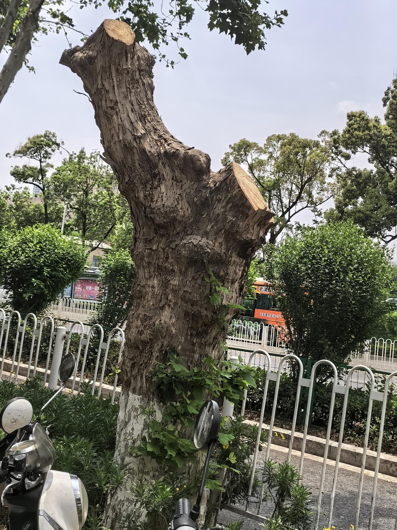 大家有没有发现，昆明的路上的树是经常都是在砍，在用力的修砍，像南屏街那边的大梧桐