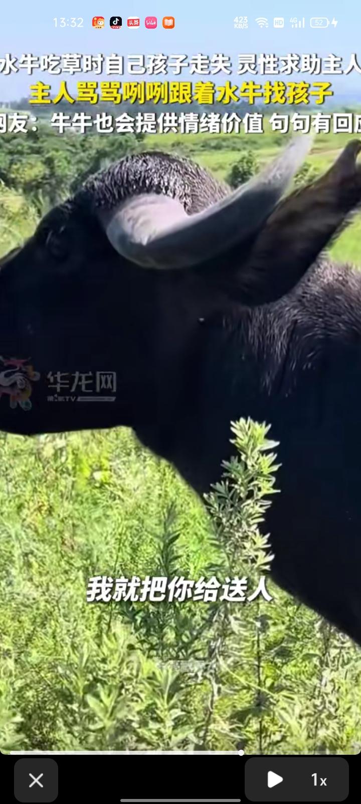 8月4日，安徽滁州。网友晒视频称，自家母牛吃草时找不到小牛，就跑来求助，自己就对