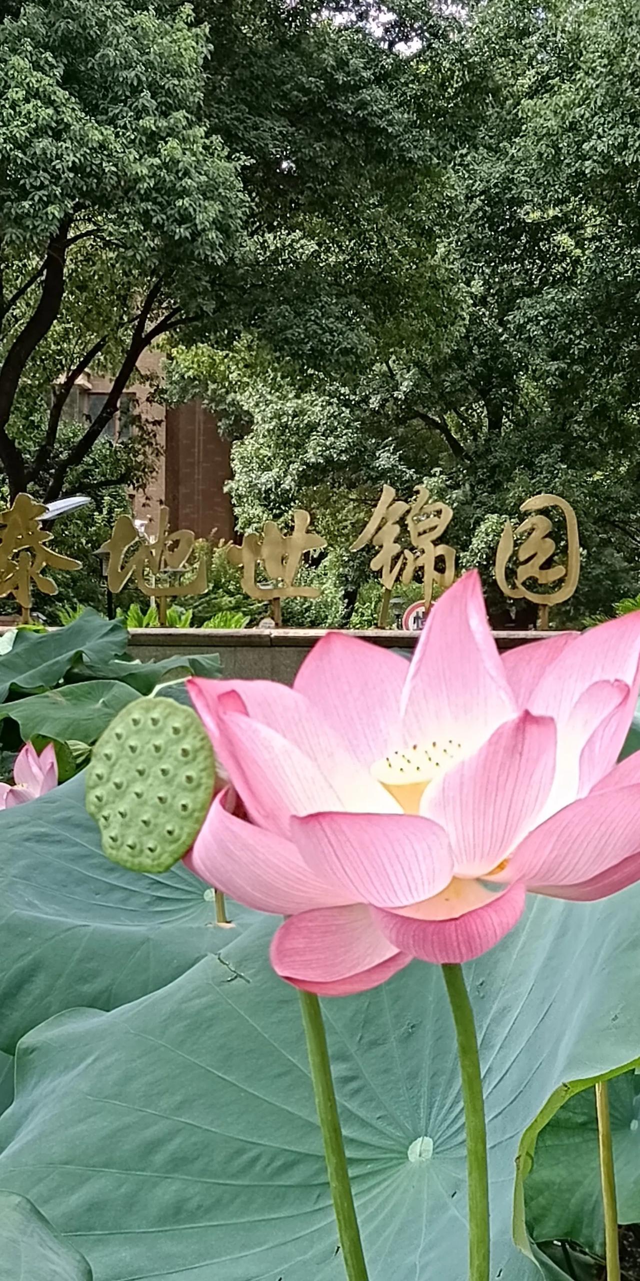 泰地世景园门前的荷花池，宛如一幅天然画卷。那一朵朵荷花，娇羞妩媚地盛开着。靠近它