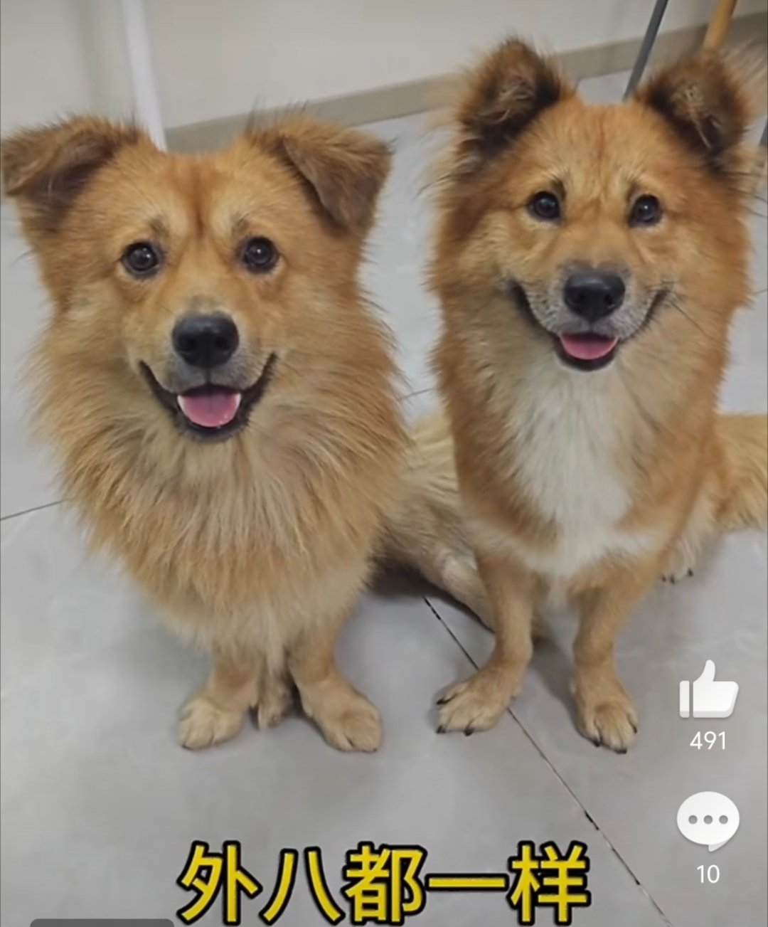 捡到了两只一模一样的小狗主人被做局了，那就是它的孩子