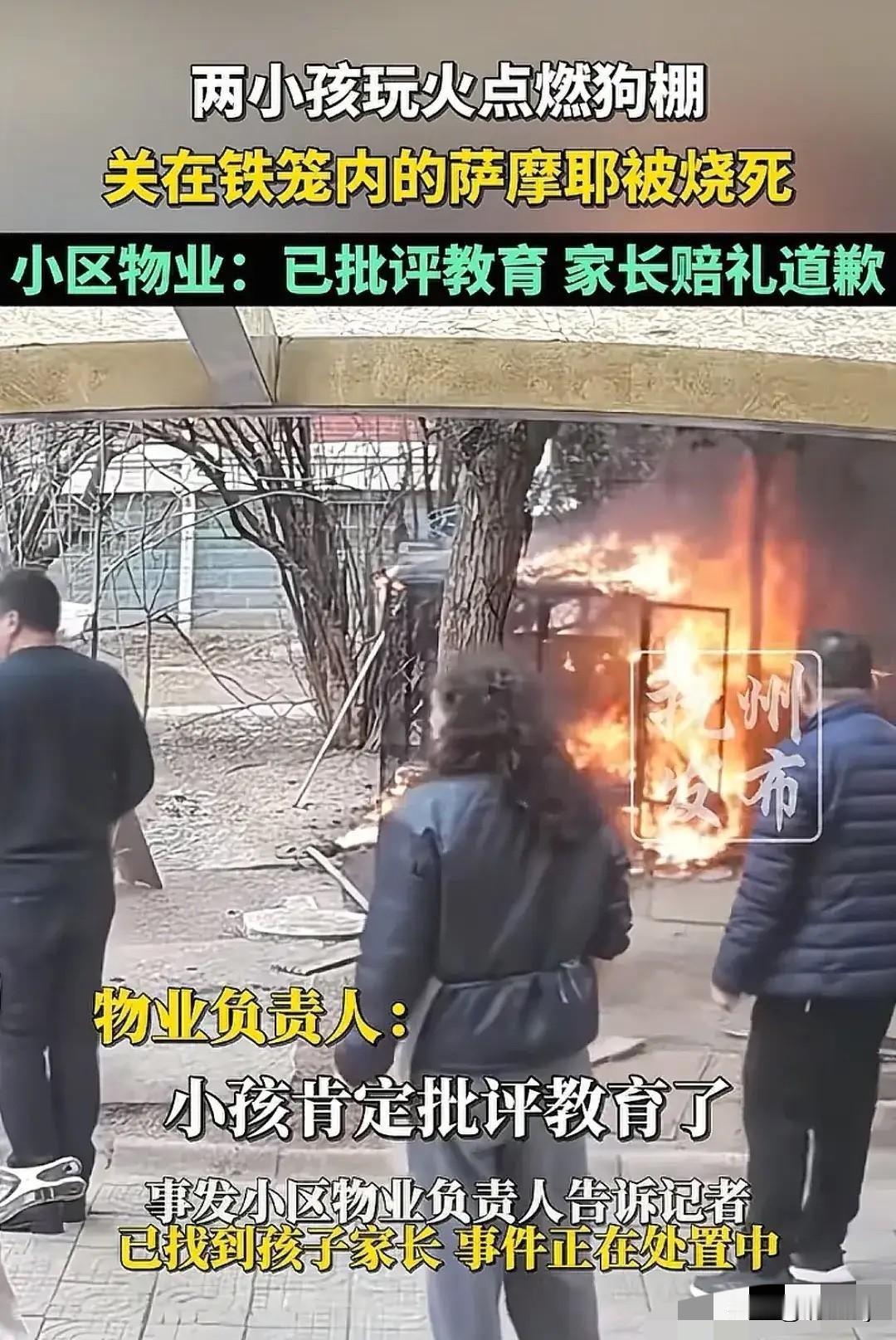 连云港烧死宠物狗事件，萨摩耶主人最新回应：绝不原谅一定要为狗狗小旺讨回公道！