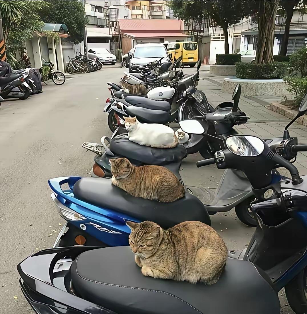 流浪猫成灾谁来管？流浪猫天天卧在电动车上，骑车时车坐非常脏，谁有啥办法？不让猫