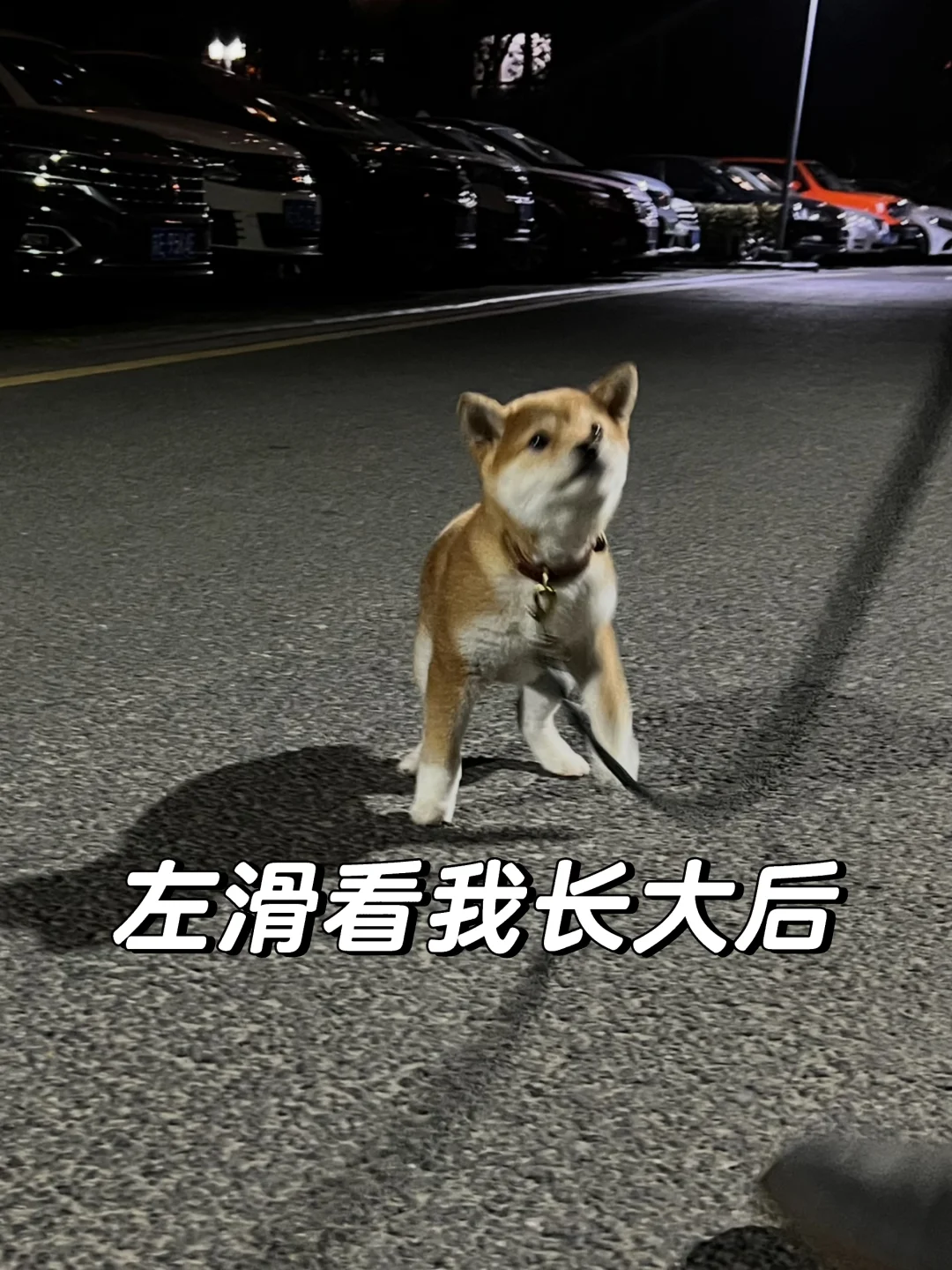 当初还没有鞋子大的小狗 被我养大了