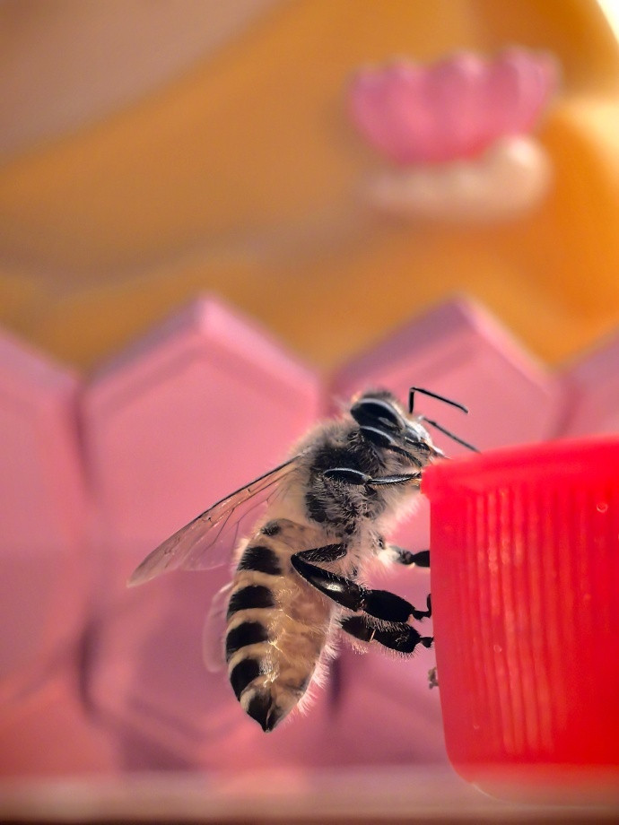 这只小蜜蜂每天都来偷喝，感觉真勤劳，给它拍张艺术照