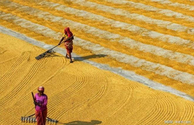 中国该如何破局？9月17日，印度引爆2026年粮食危机的首张多米诺骨牌：稻米减产