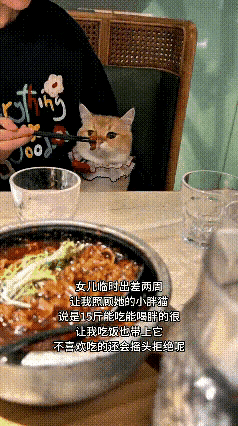 看了这只小胖猫的视频，真的被它可爱到了。平时都是女儿细心照顾它，这次女儿临