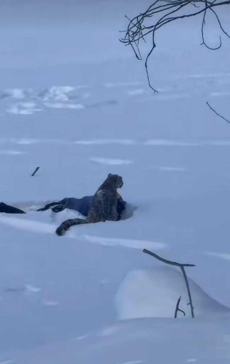 女子被雪豹咬伤的后续来了，昨天就有人说不是雪豹主动攻击的，是女子自己跑过去摸雪豹