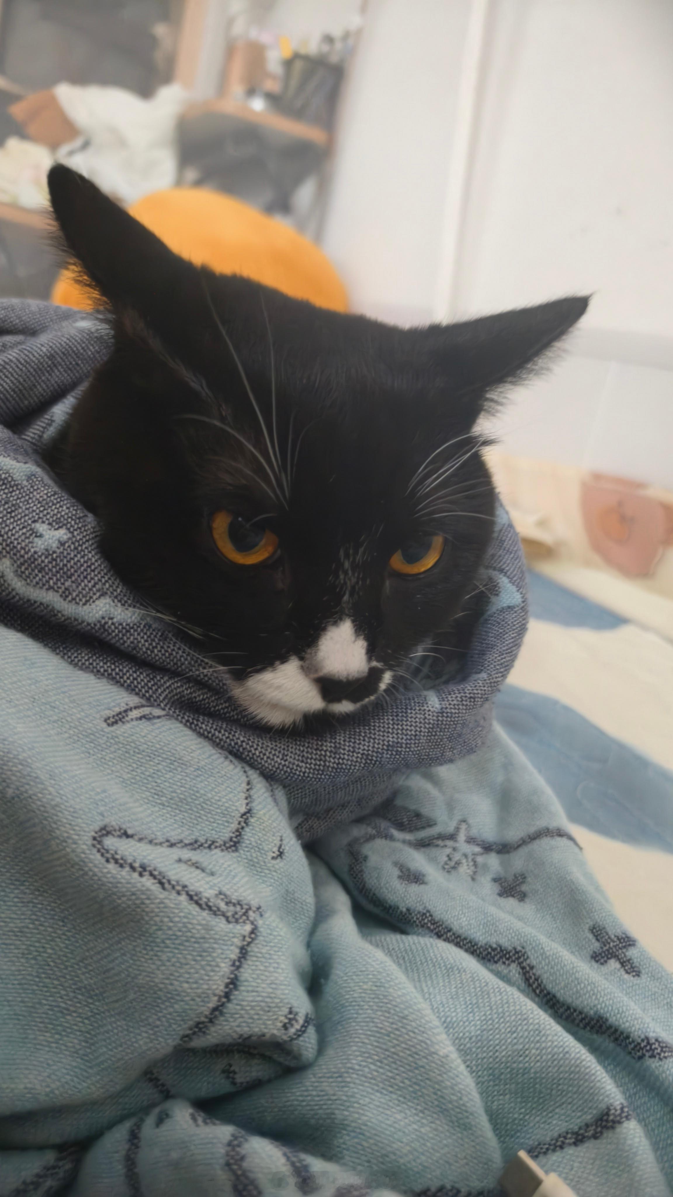 小猫咪