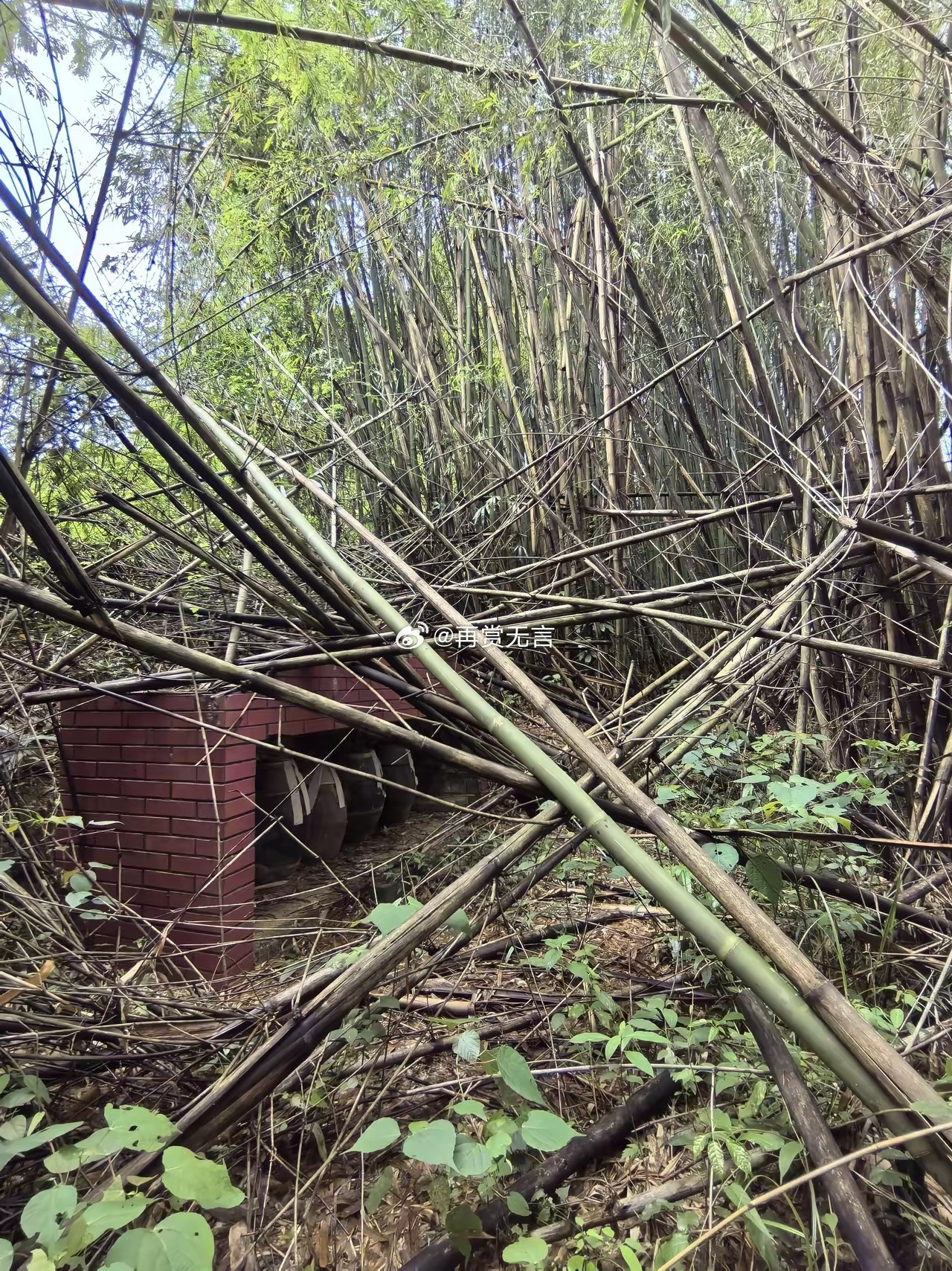 倩女幽魂里面就是这种葬法，放在茂密的树林里面山林里面