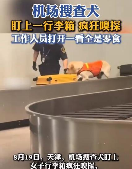 万万没想到！天津，一女子过机场安检时，搜查犬突然盯上她的行李箱，开始疯狂嗅探，工