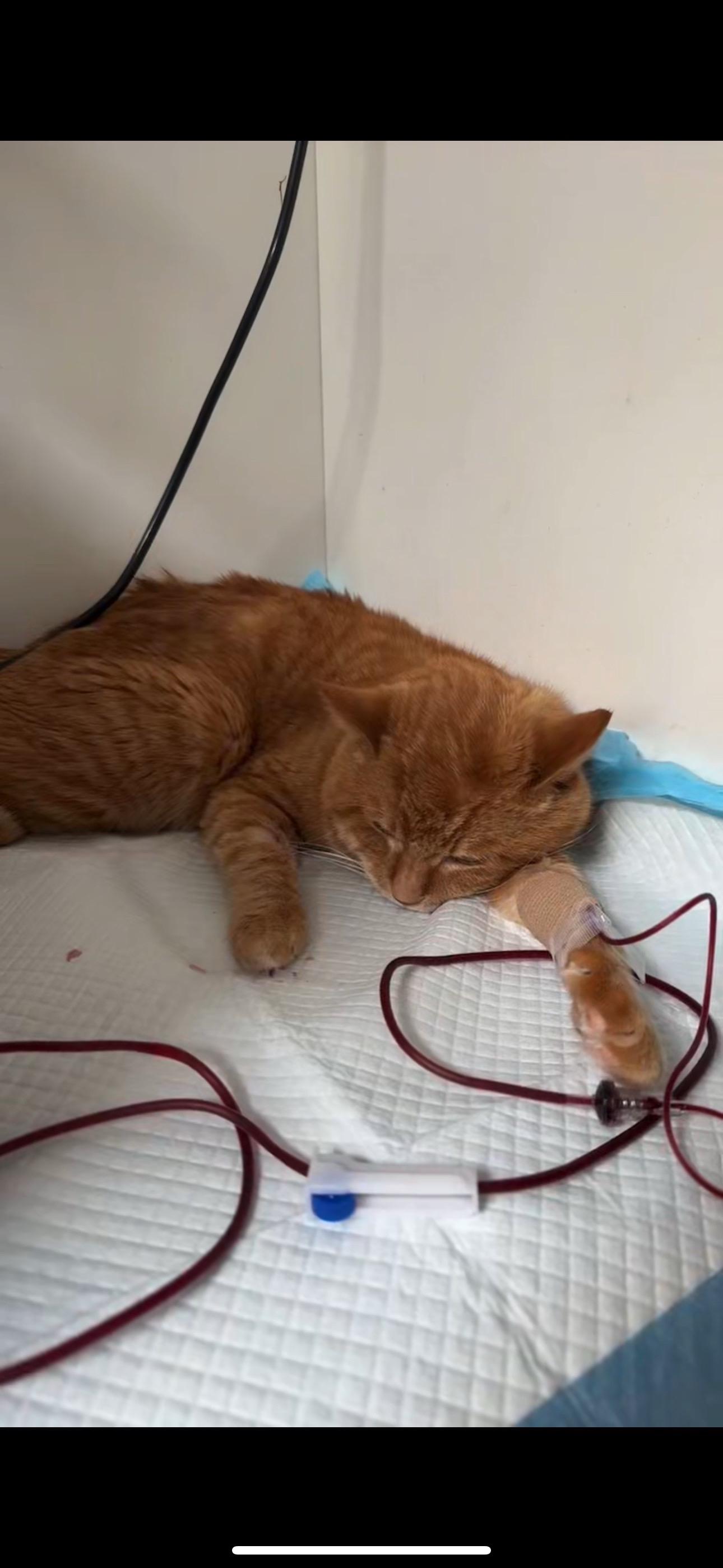 各位对不起是我没照顾好他猫猫去喵星了。时间过的真快一晃我们都已经走过了...