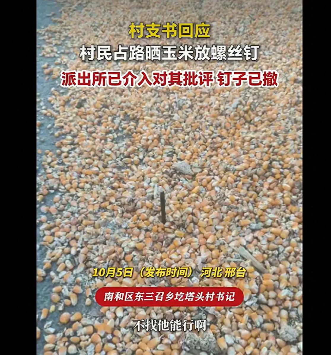 太缺德了！河北邢台，一村子出了件让人无语的事。有村民把秋收的玉米直接摊在公路上晒