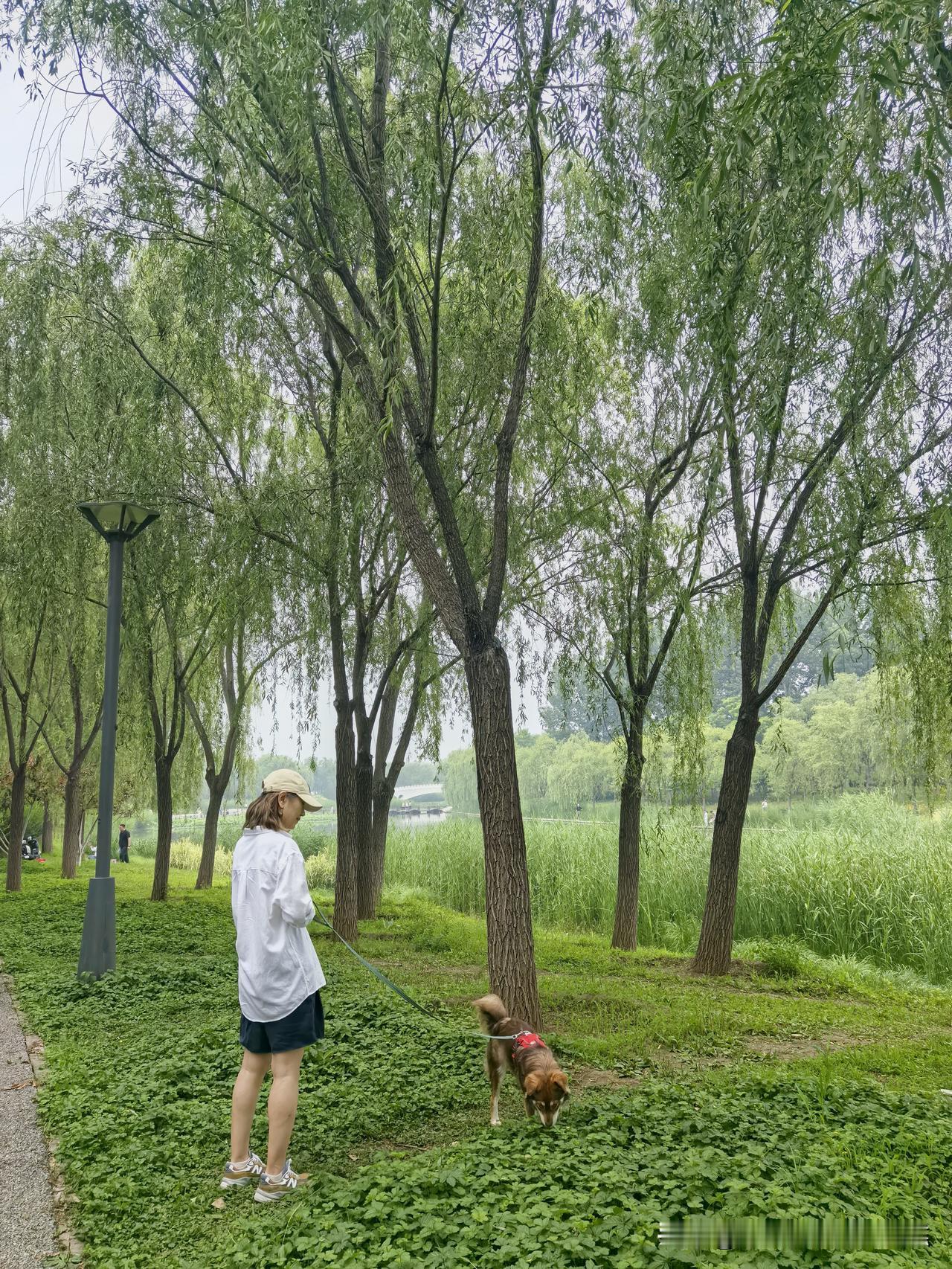 带着小可爱走四方从抗拒接受她的到来，到不得已嫌弃的给她擦身体，到现在出门两天见