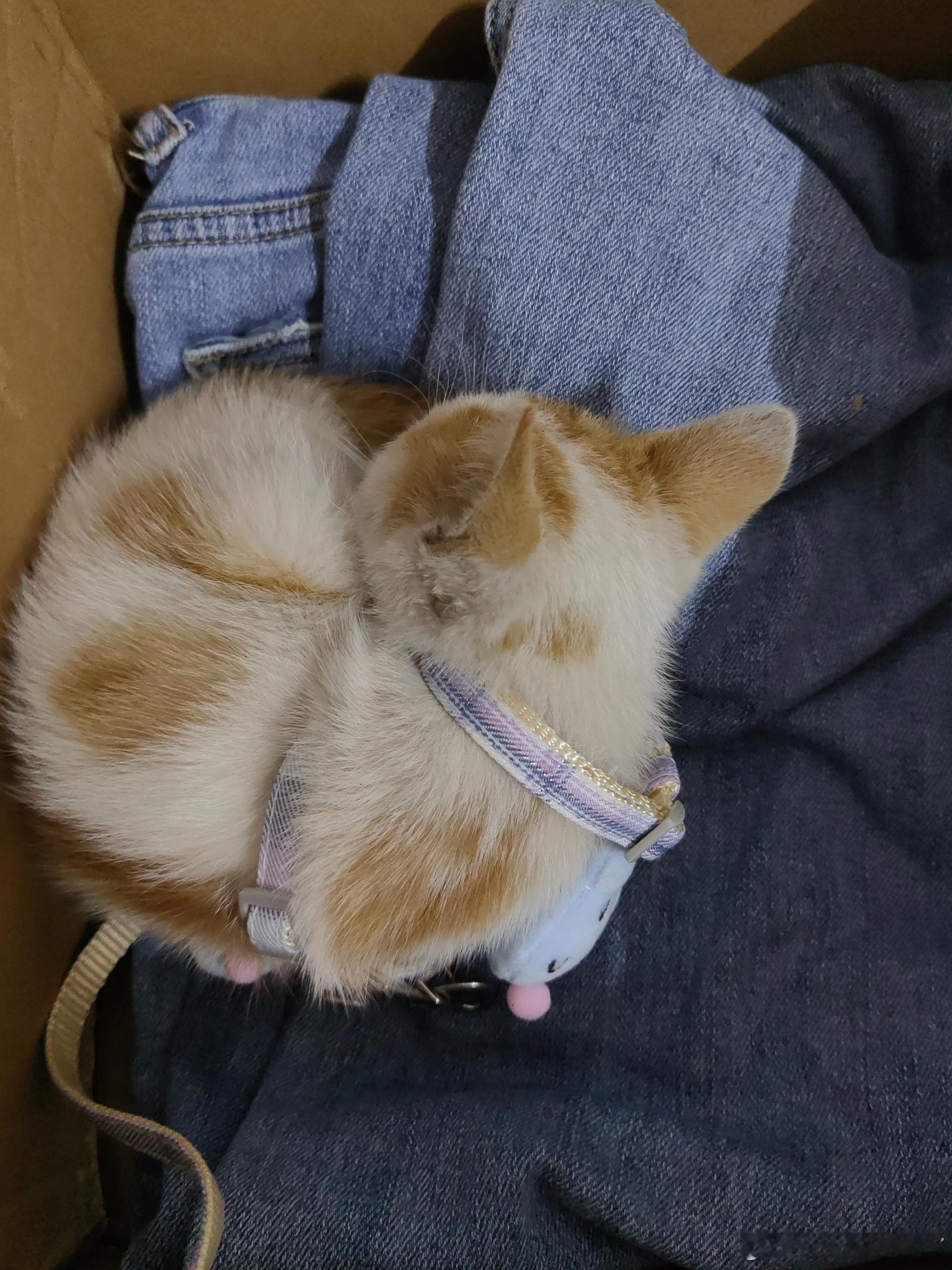 对不起 小猫 是我没有能力养你 我已经在给你找领养人了 前天在沿江路看...