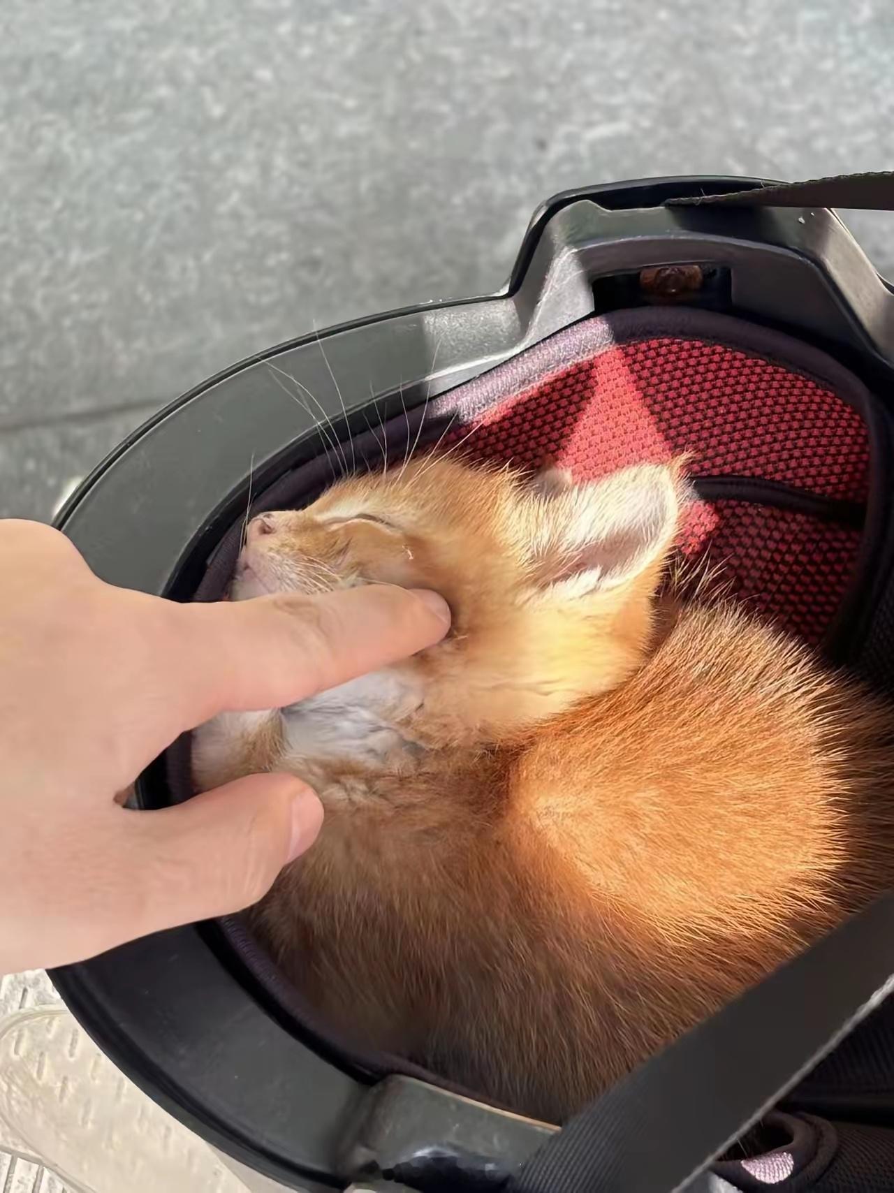 停下电瓶车，只是进菜场称了把青菜。回来时，我的头盔却变了分量——毛茸茸的一团蜷在