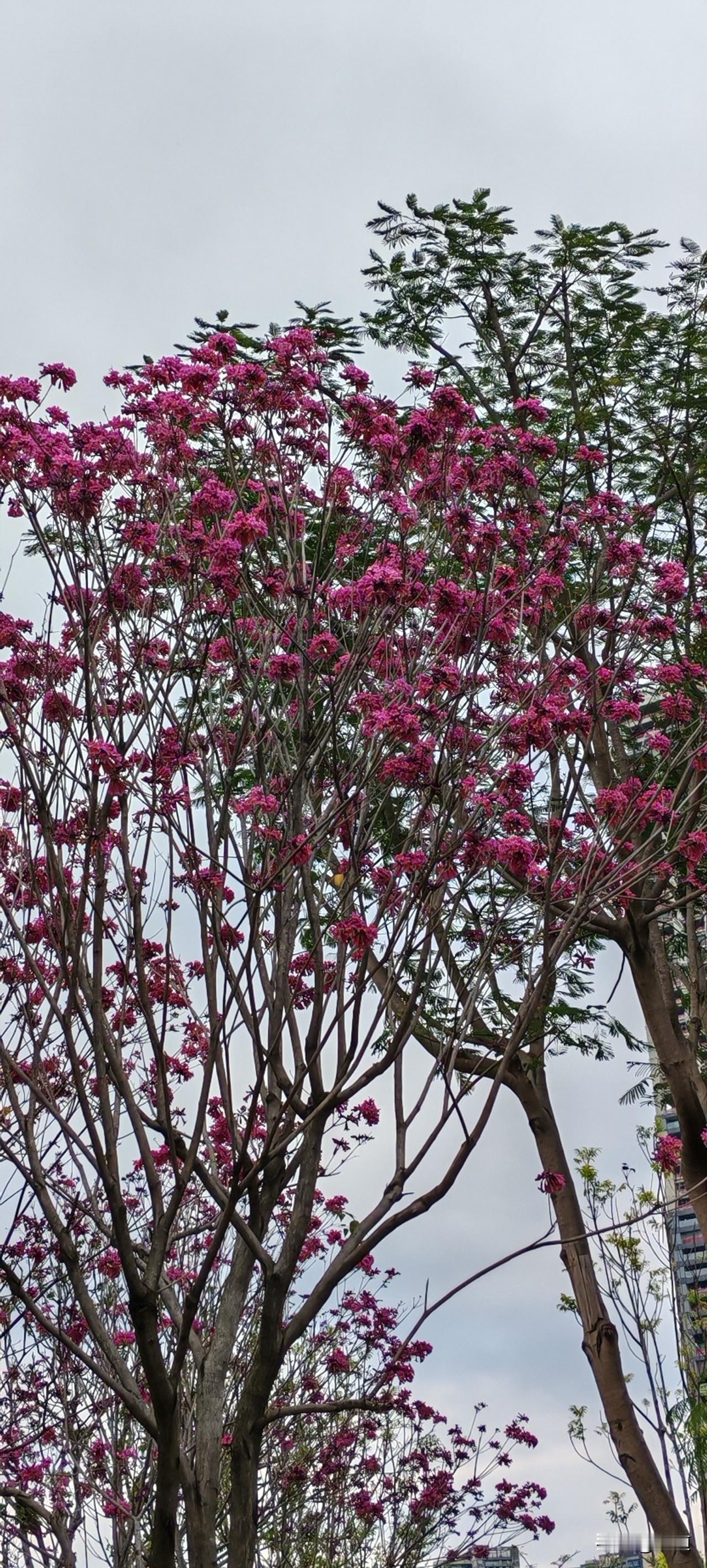 腌酸菜的白萝卜是生的还是熟的生的