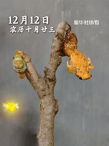 “太罕见了！”深夜，一男子去院子里找东西，无意中发现树干上有动静，凑近一看，竟然