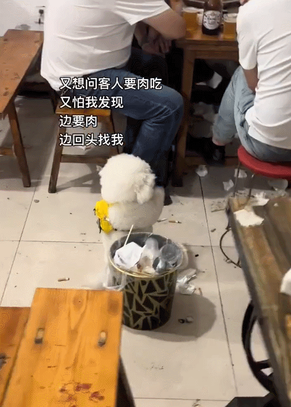 小狗：快给口肉肉吧​​​