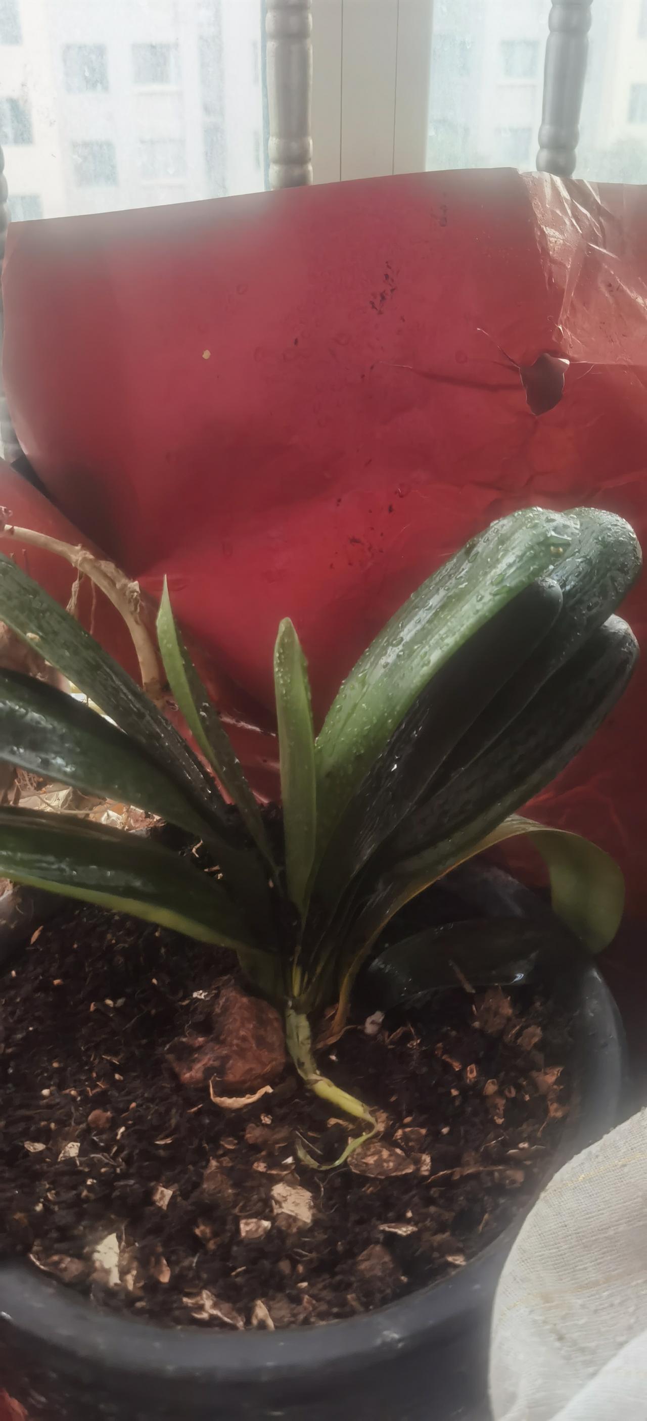 我爱花，却不会养花。所以春节有亲送盆栽花的，活不过五一。阳台上的绿植不少，野蛮生