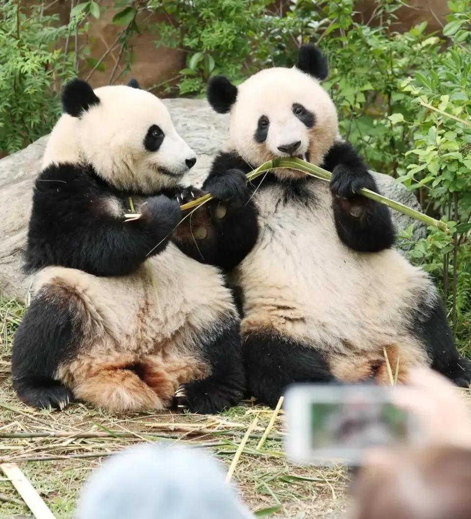 两只可爰的双胞胎大熊猫”哓哓”和”蕾蕾