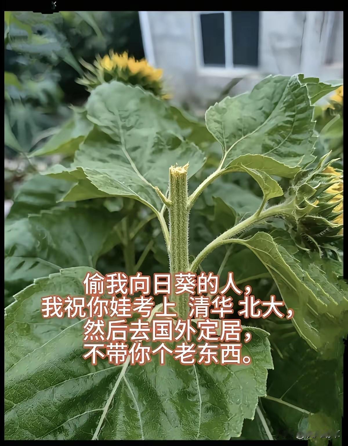 笑死了！[呲牙笑]孩子是孩子，家长是家长，主打一个恩怨分明！[捂脸哭]