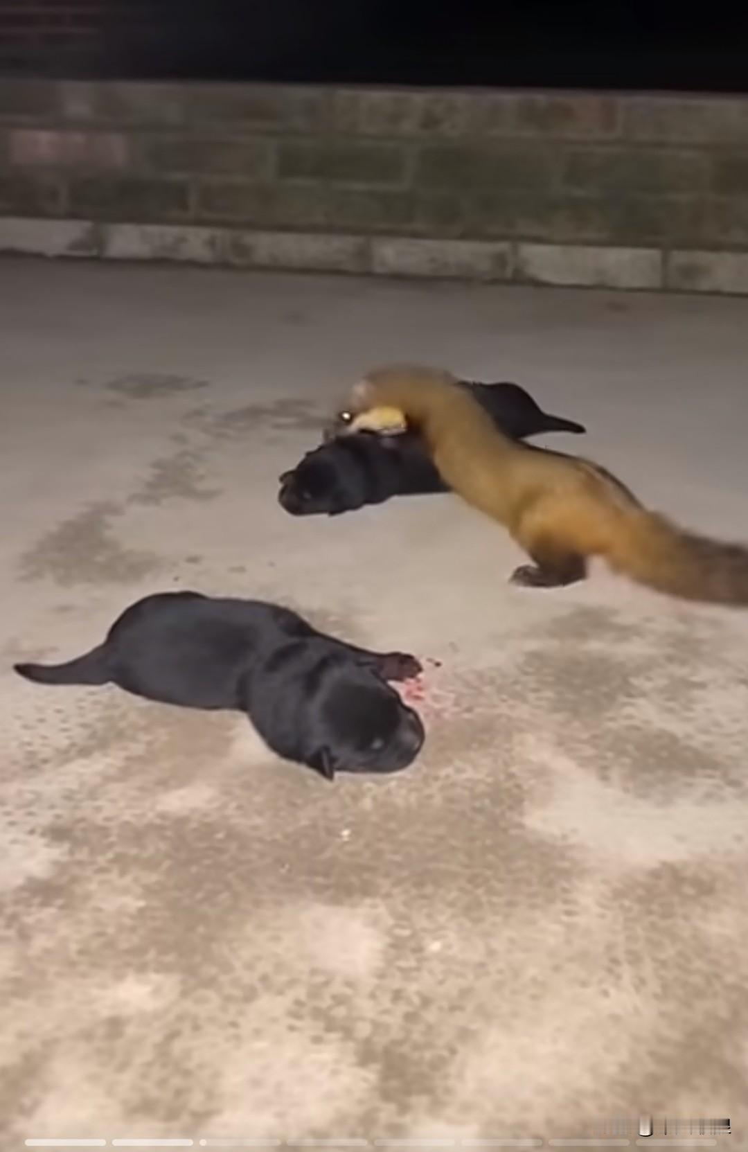 黄鼠狼趁狗妈妈不在，咬死了它的两个孩子。狗妈妈回来后心疼不已，知道是黄鼠狼所为，