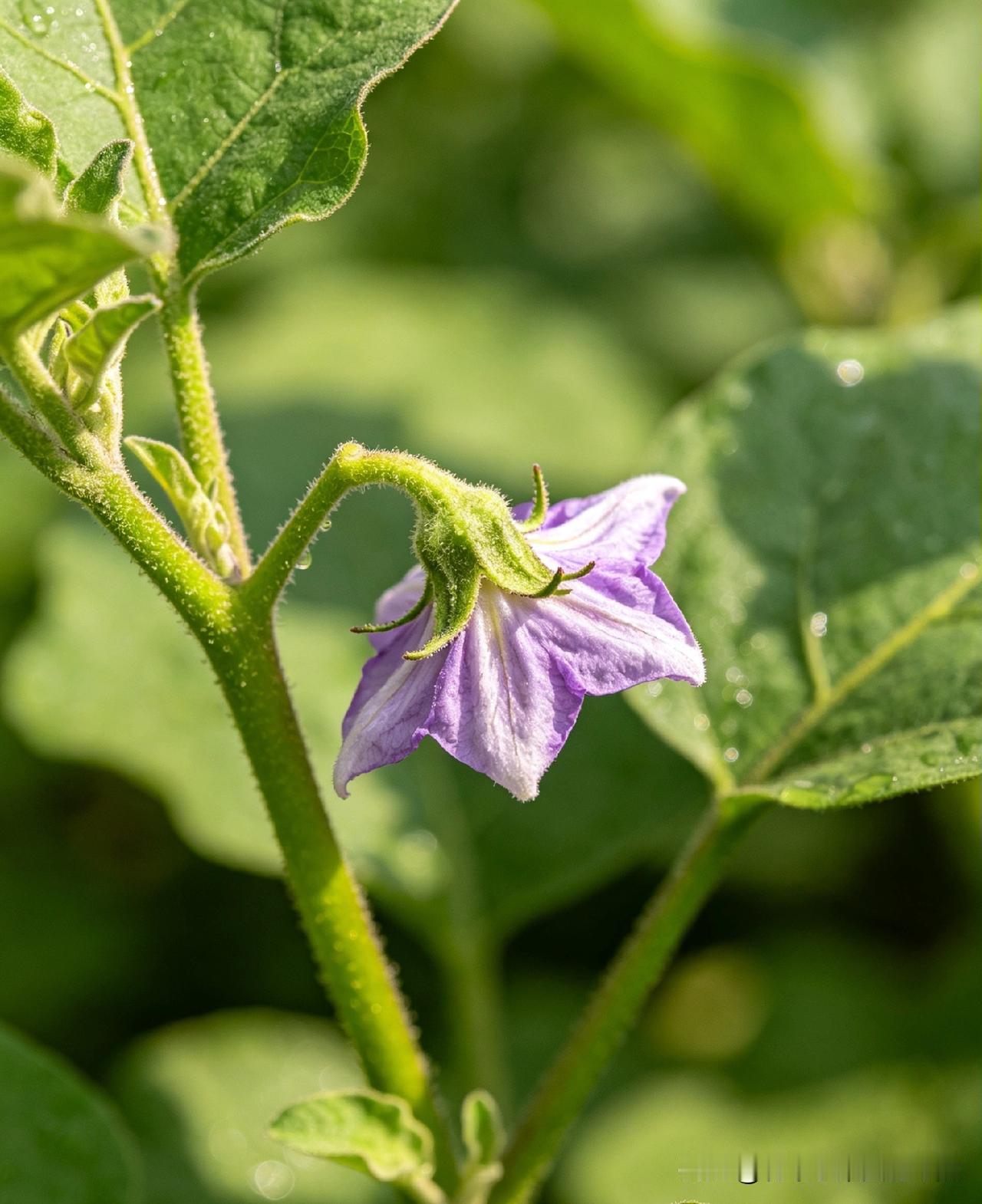 茄子缓苗后抓牢6步，后期结到吃不完内容：1.缓苗后及时松土，提地温促根系深扎