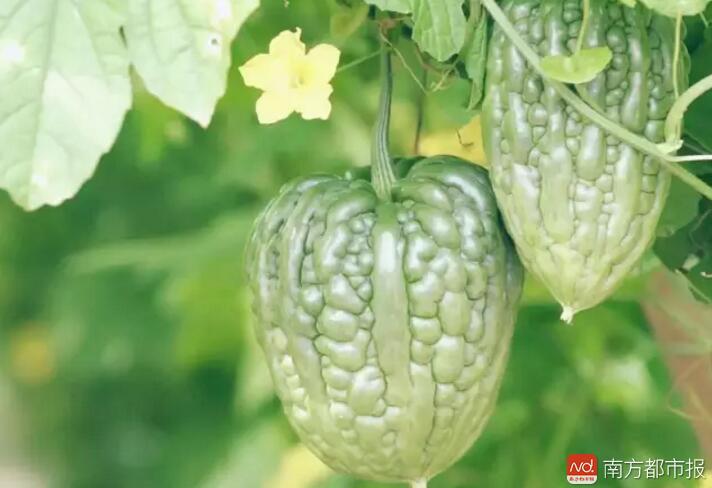 今年江门杜阮凉瓜节有这些看点