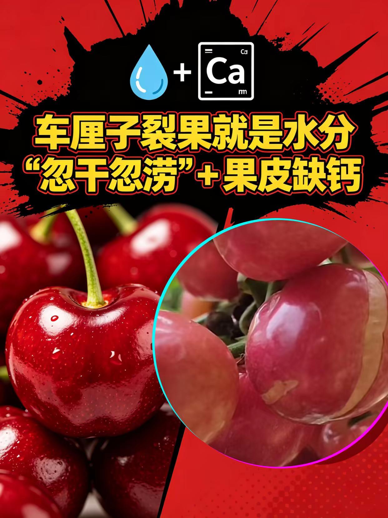 车厘子裂果啥原因？。车厘子种植裂果