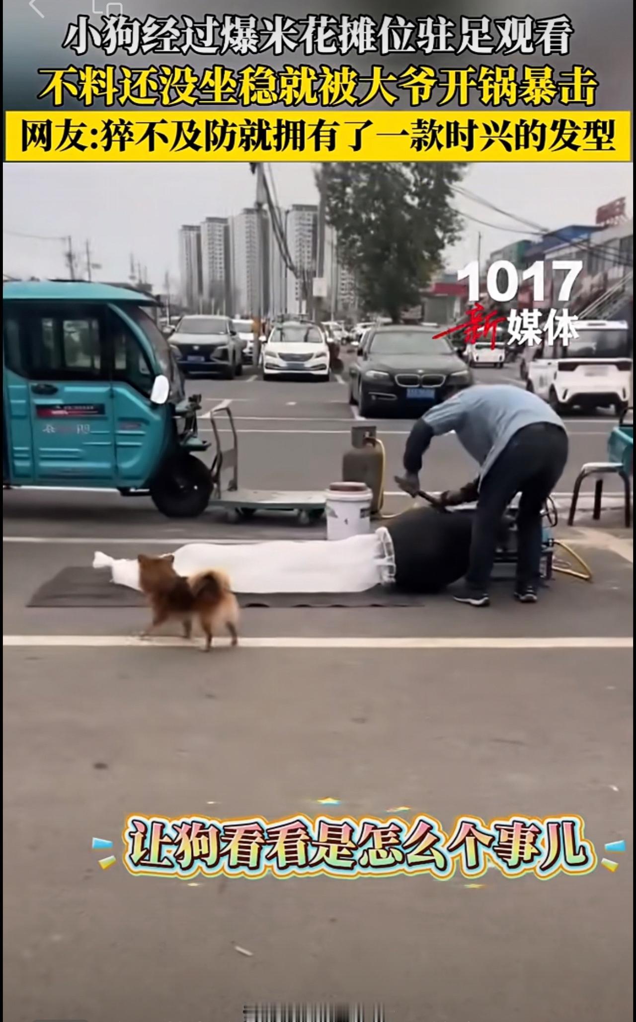 小狗经过爆米花摊位驻足观看，不料还没坐稳就被大爷开锅暴击！网友：猝不及防就拥有了