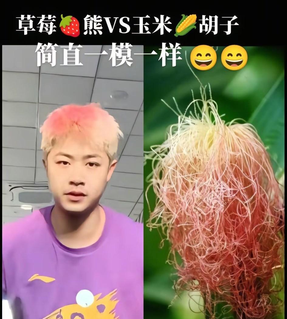 曹巍的头发，灯光一照又是另外的颜色了，网友们说的挺形象：曹巍的头发和玉米须须一模