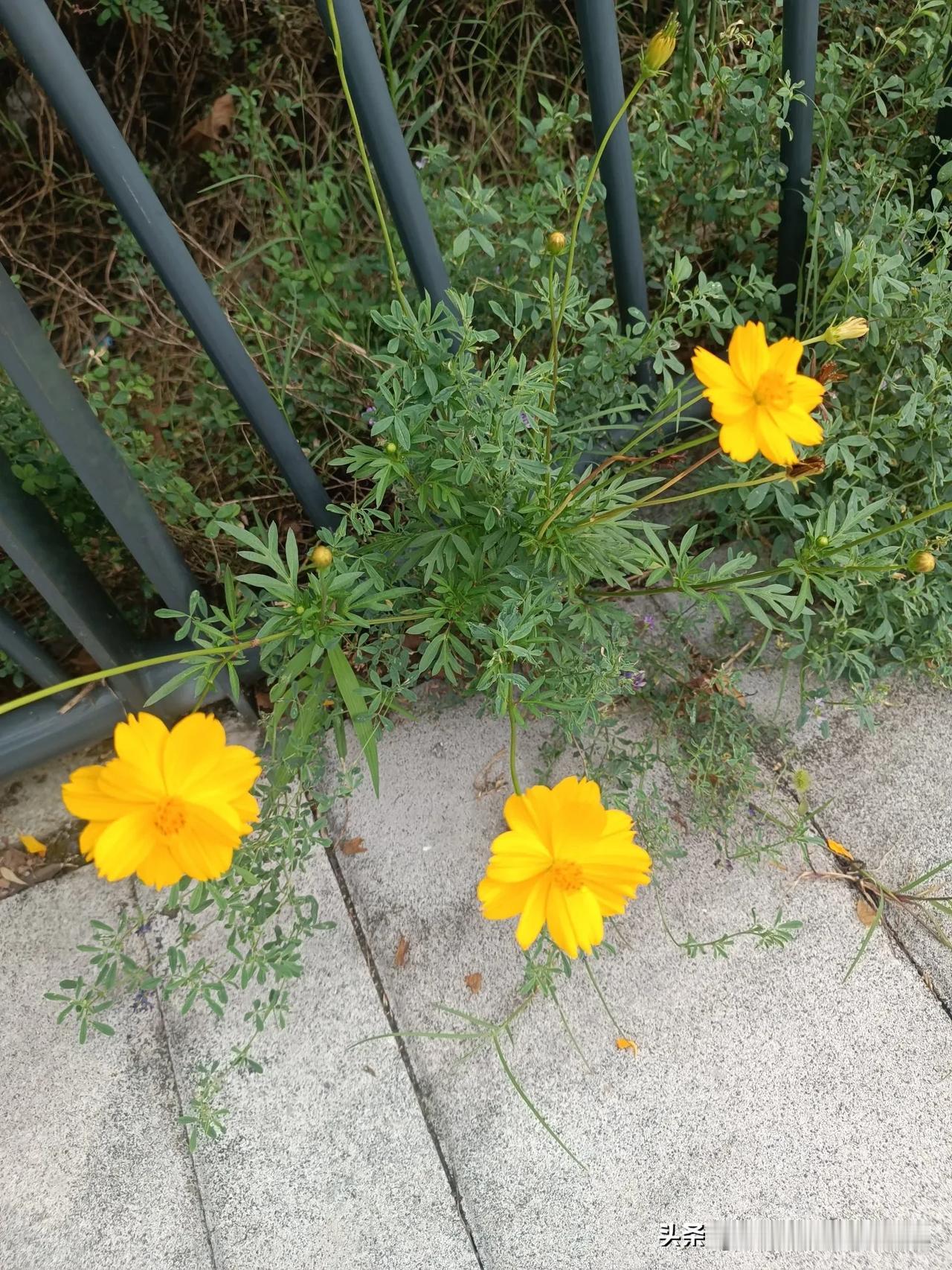 晒图笔记大赛到处都有漂亮的花，风景不错