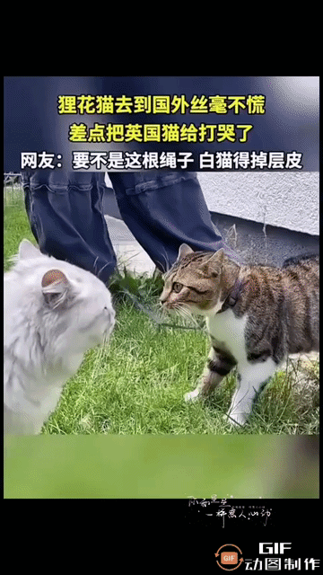 一只狸花猫被主人带去了英国，第二天主人就急着带它出门遛弯。养过猫的人都懂，猫