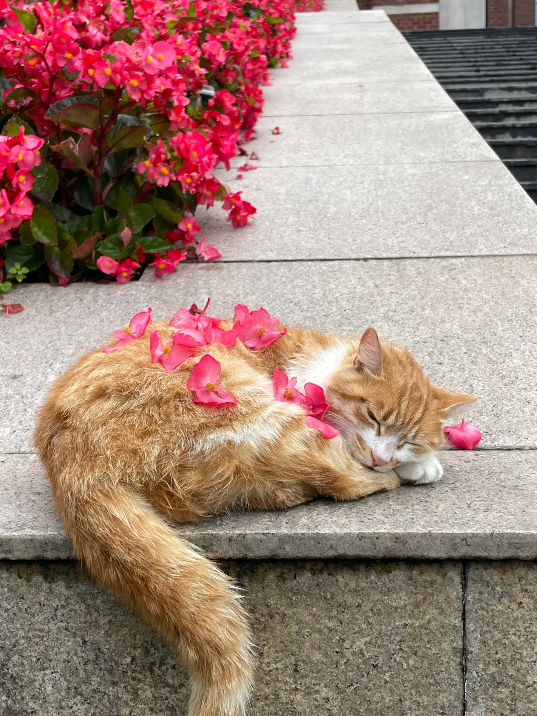 学校图书馆的小猫老师​​​