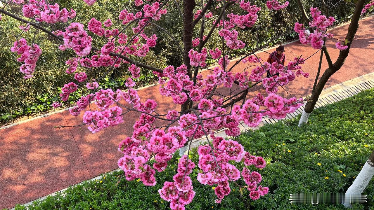 樱花、海棠花、油菜花，繁花似锦不论是城市，还是乡村；不论是公园，还是小区拐角