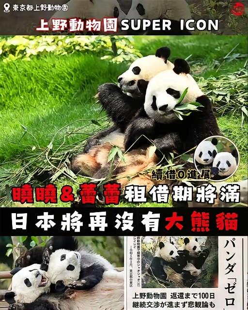 在日本的两只大熊猫将回到中国，还去不去日本，可不一定了！明年1