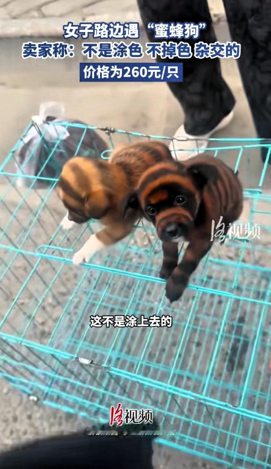 女子路边遇到纯天然“蜜蜂狗”反复跟老板确认是不是涂上去的？老板这反应太真实了。