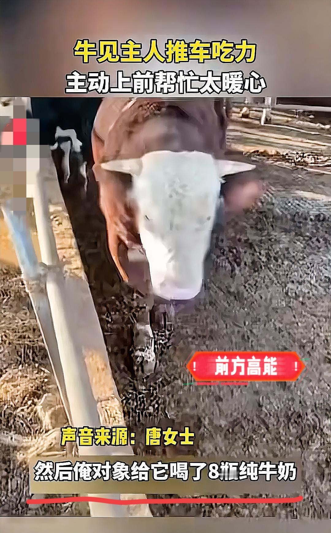 “解释不清了！”安徽一养牛户，养了600多头牛，但其中有一头牛比较特殊，每次女主